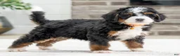 Mini Bernedoodle dogs for sale: Hawk - Ad 3