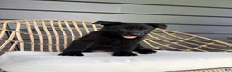 German Shepherd dogs for sale: Dolly - Ad 5