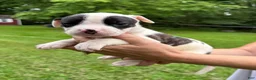 American Bulldog dogs for sale: Female 3 - Ad 1
