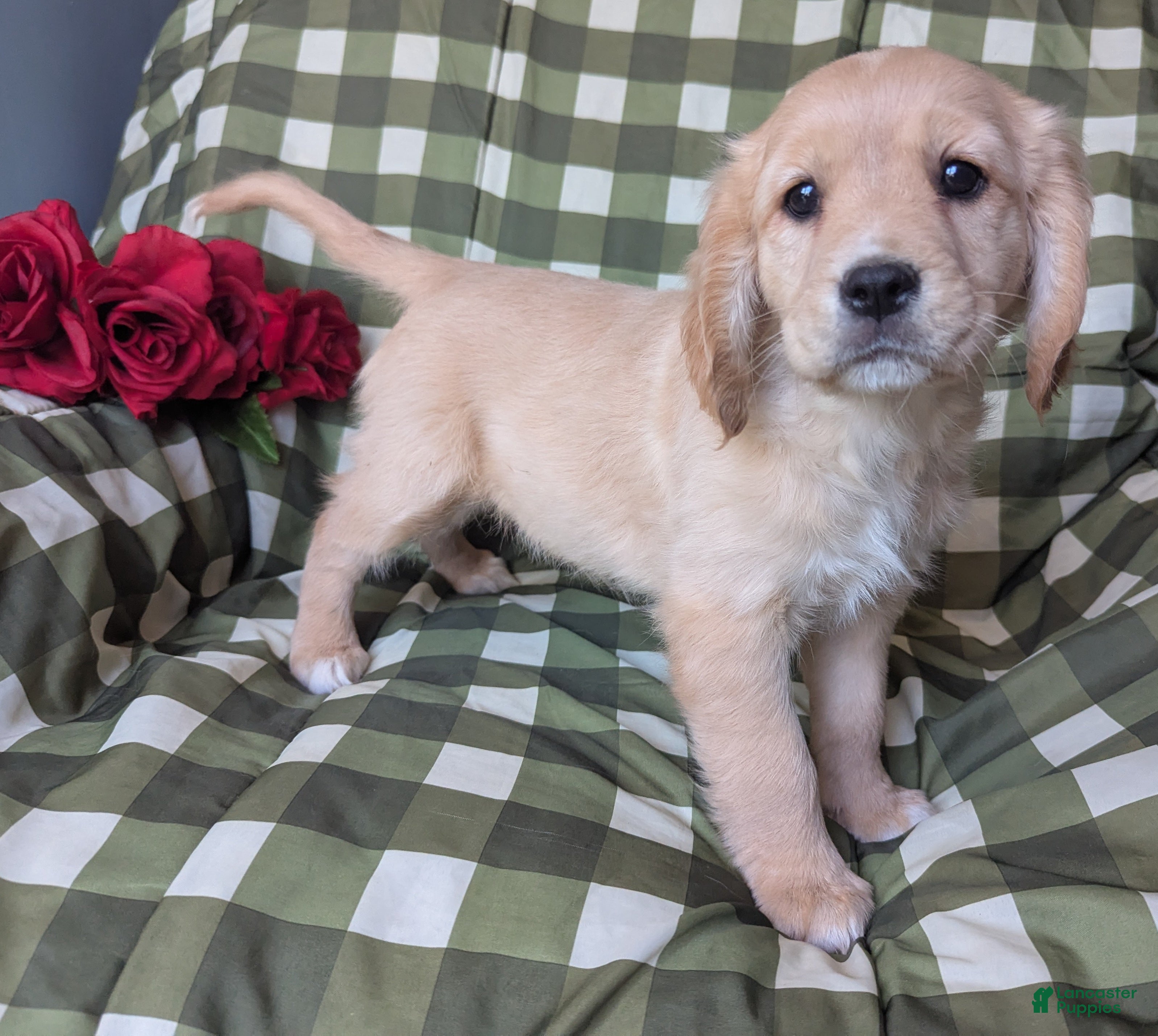 Mixed Breed dogs Ginger - Ad 1