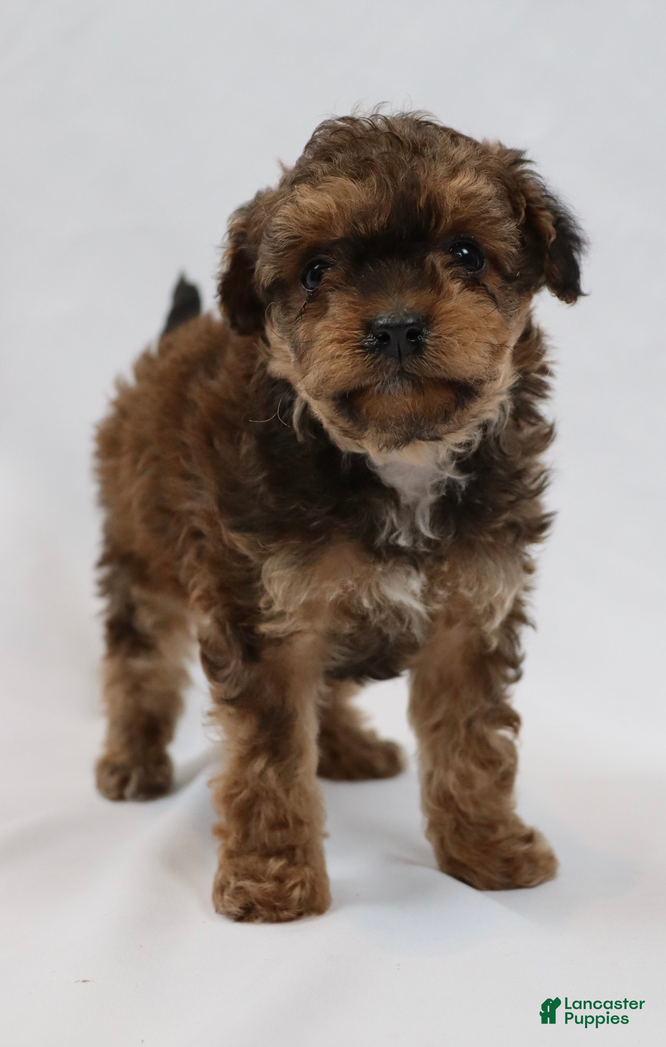 Cavapoo dogs Waffle - Ad 2