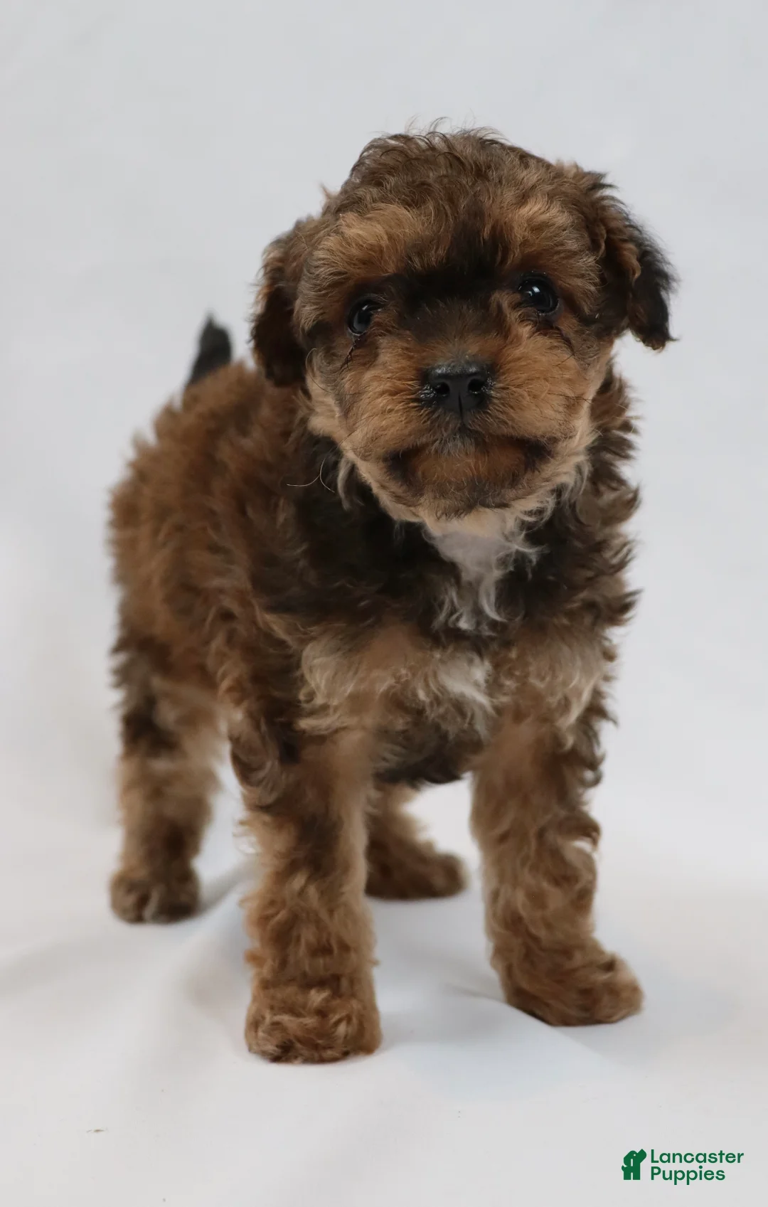 Cavapoo dogs for sale: Waffle - Ad 2