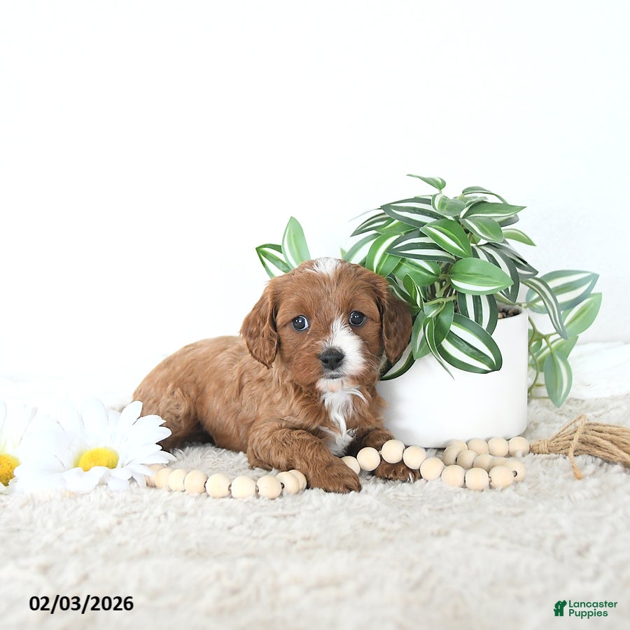 Cavapoo dogs Rita EXTRA SMALL - Ad 12