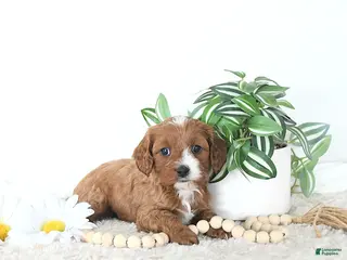 Cavapoo dogs Rita EXTRA SMALL - Ad 12