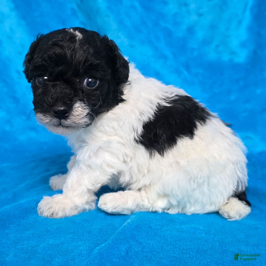 Standard Poodle dogs for sale: Ella - Ad 4