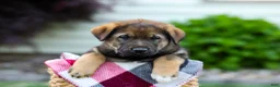 Sheprador dogs for sale: Bear - Ad 6