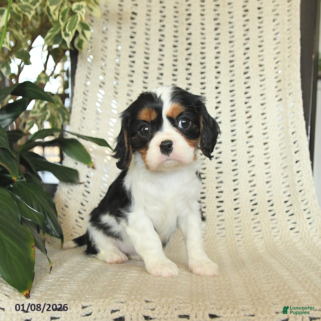 Cavalier King Charles Spaniel dogs for sale: Cherry - Ad 2