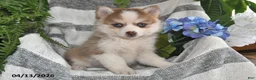 Pomsky dogs for sale: Cream Puff - Ad 3