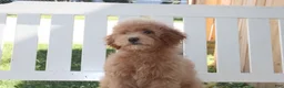 Shihpoo dogs for sale: Milo - Ad 4