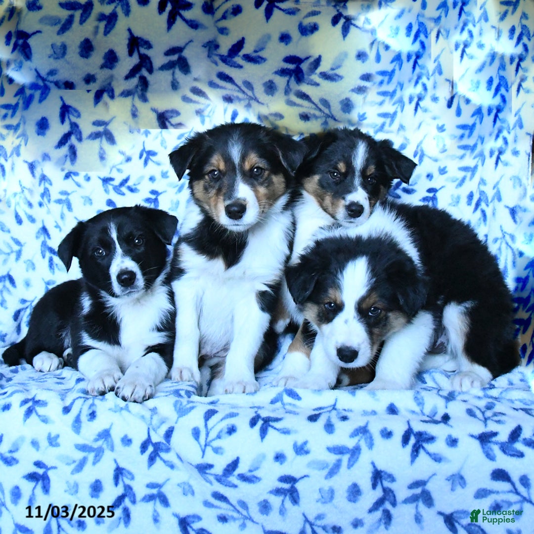 Mixed Breed dogs for sale: Brad  - Ad 3