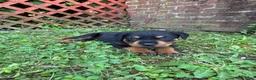 Rottweiler dogs for sale: Rottweiler 4 - Ad 6