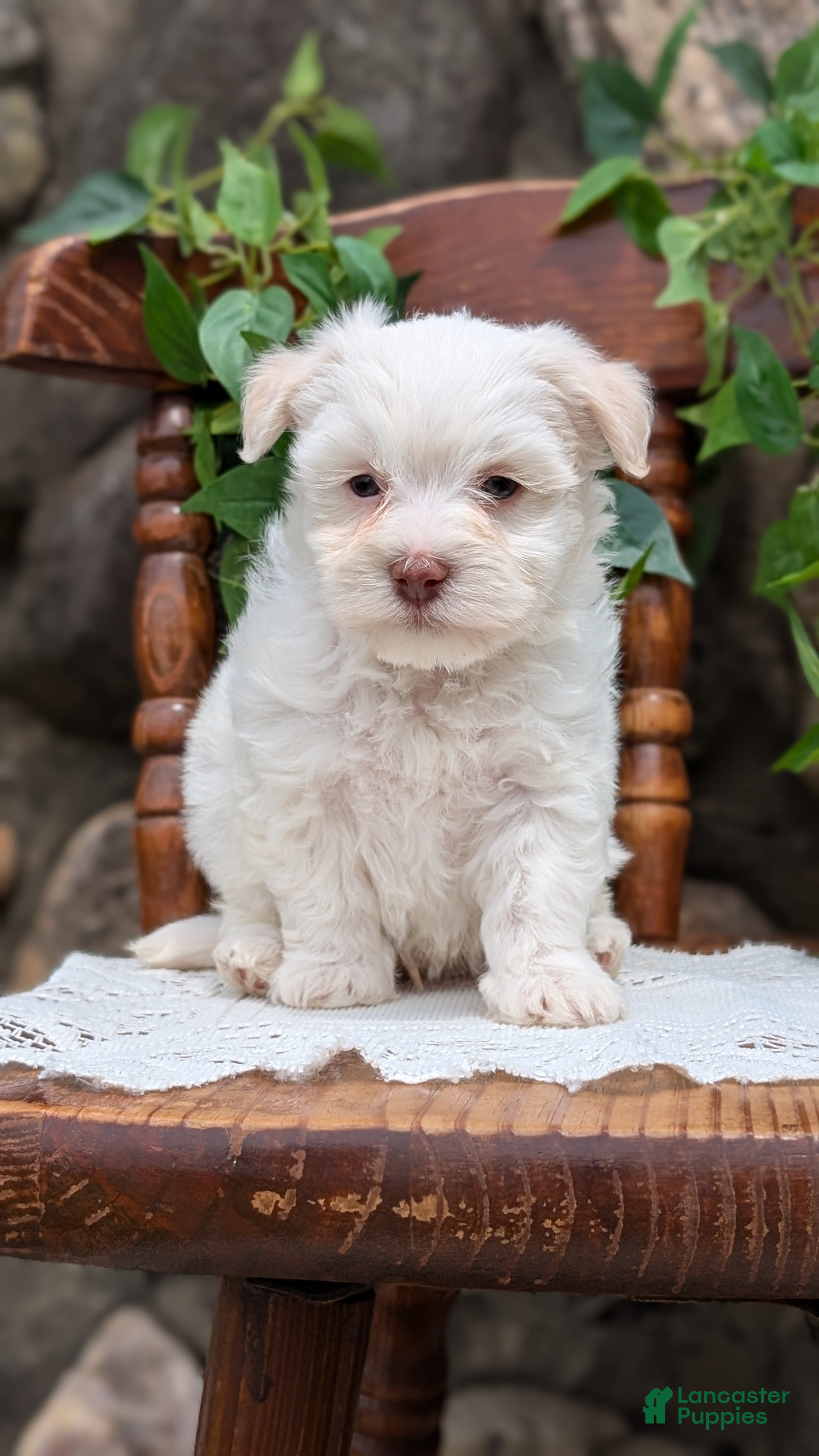 Havanese dogs Nemo - Ad 2