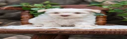 Havanese dogs for sale: Nemo - Ad 2