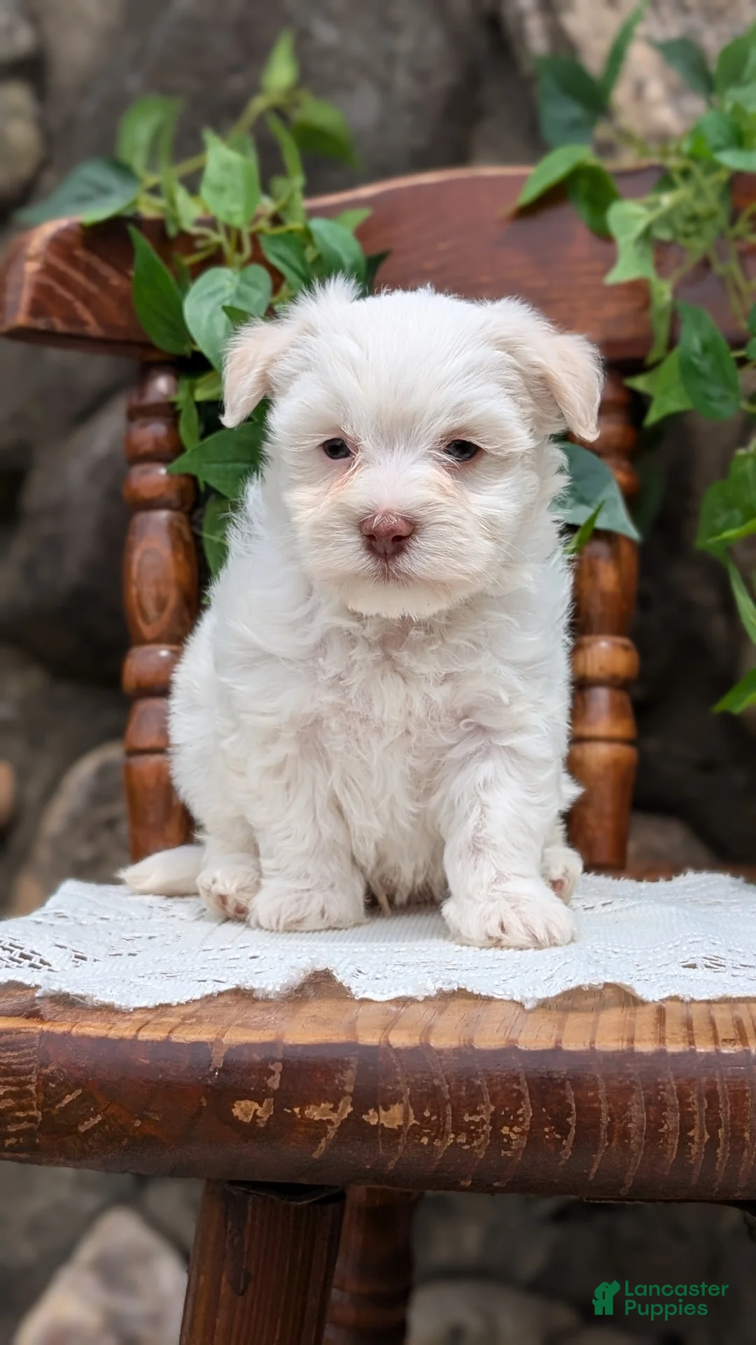 Havanese dogs for sale: Nemo - Ad 2