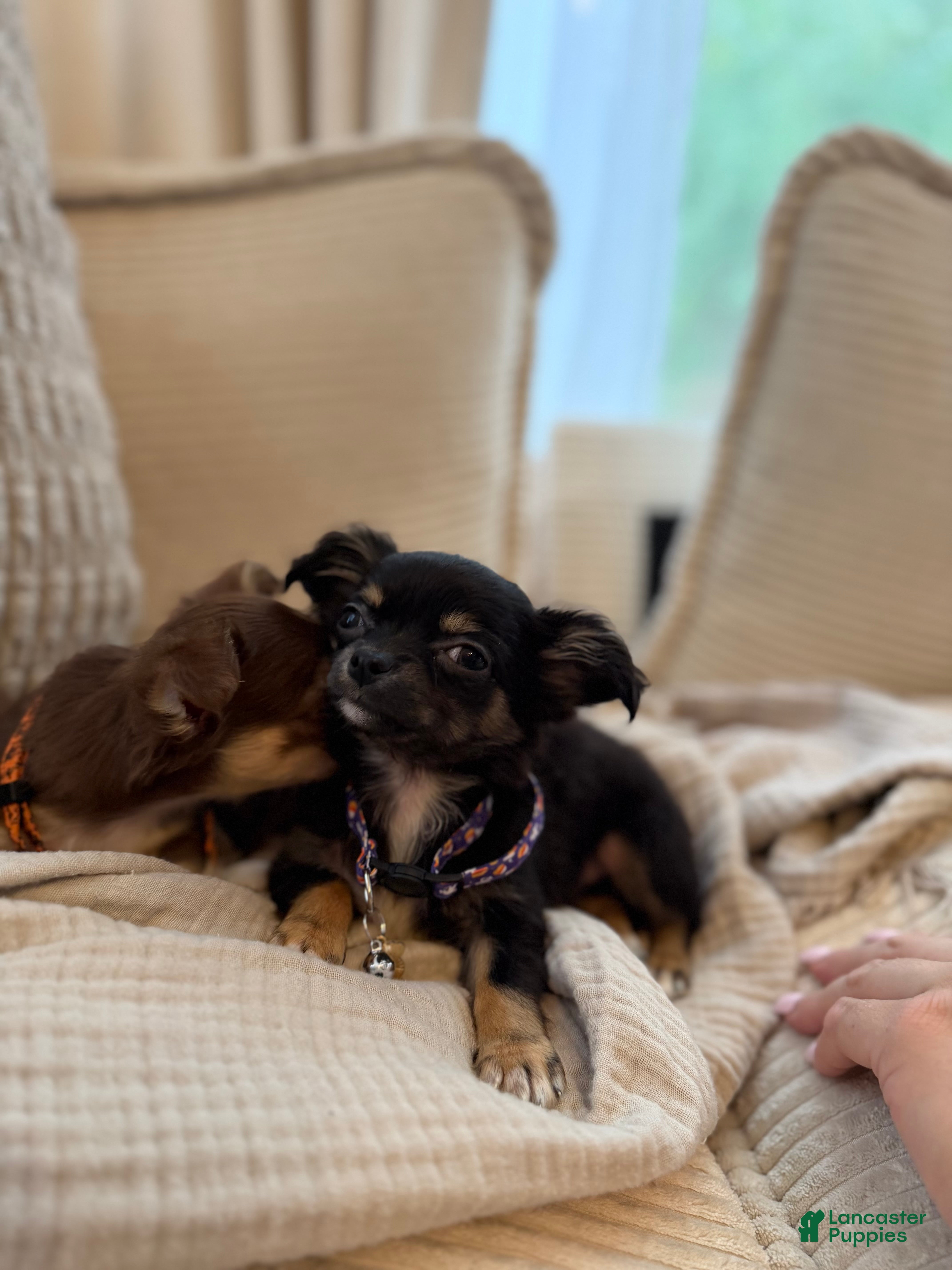Chihuahua dogs Negrita 3lbs fully grown - Ad 2