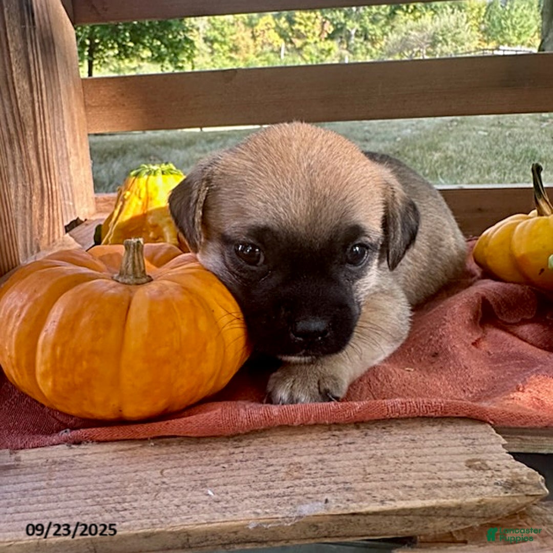 Jug dogs for sale: Leaf - Ad 6