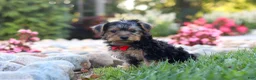 Yorkiepoo dogs for sale: Romeo - Ad 3