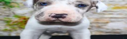 Great Dane dogs for sale: Apollo - Ad 8