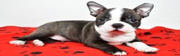 Boston Terrier dogs for sale: Rocky  - Ad 2