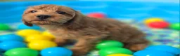 Cavapoo dogs for sale: Grub - Ad 4