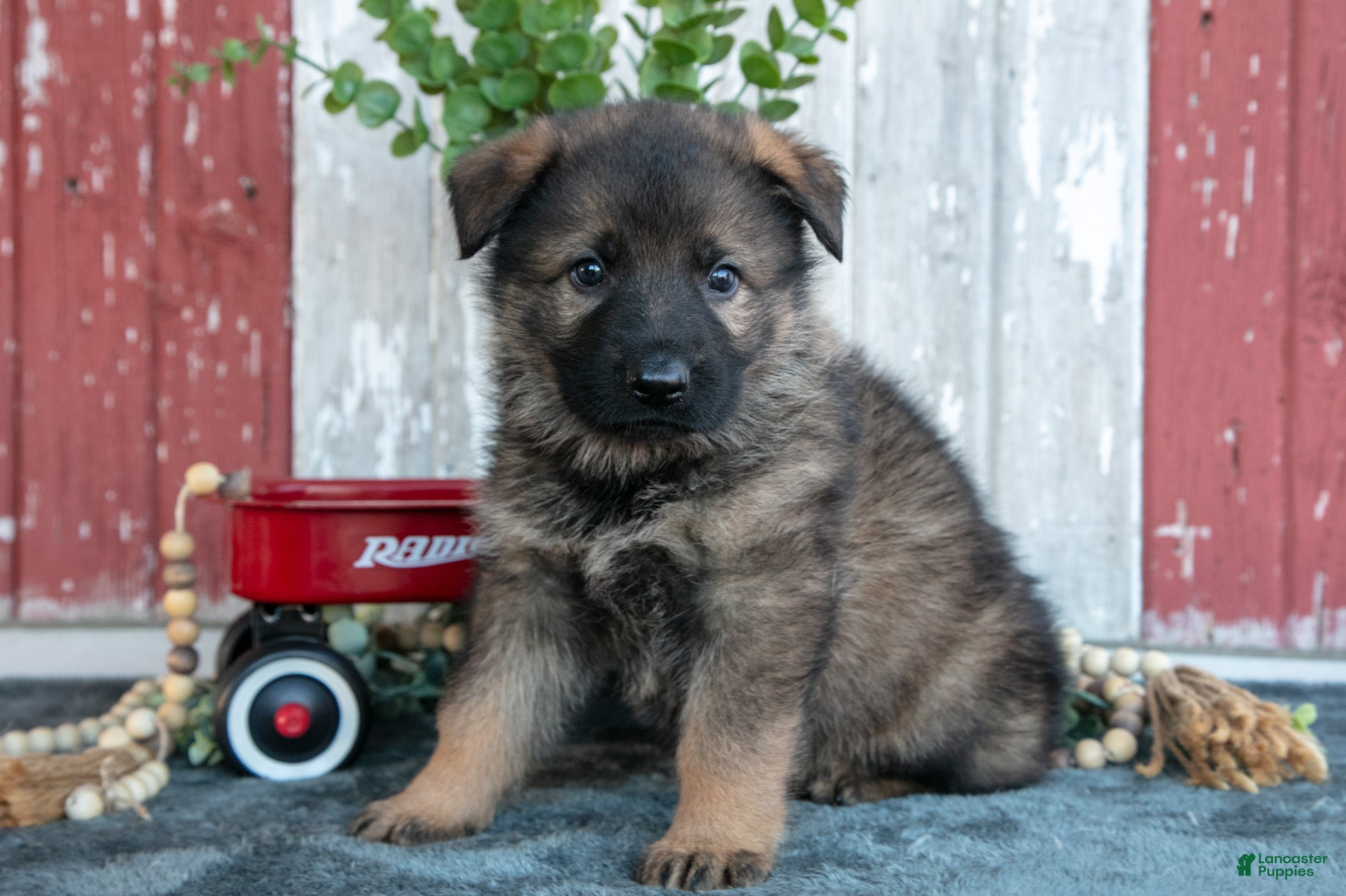 German Shepherd dogs for sale: Kash - Ad 1