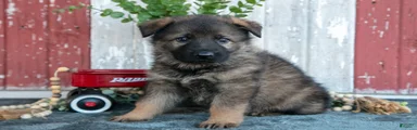 Kash