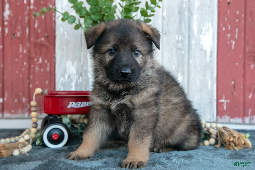 German Shepherd dogs for sale: Kash - Ad 1