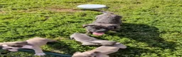Bullmastiff dogs for sale: Tzurit  - Ad 3
