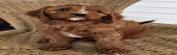 Cavapoo dogs for sale: KOREE - Ad 8