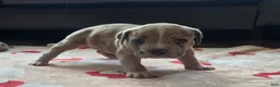 American Bully dogs for sale: Blue Fawn Merle Female - Ad 6