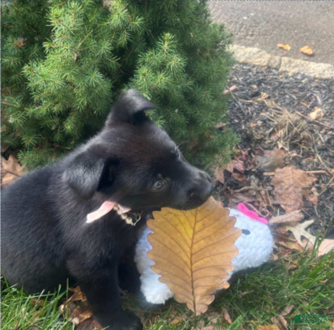 German Shepherd dogs for sale: Pink - Ad 5