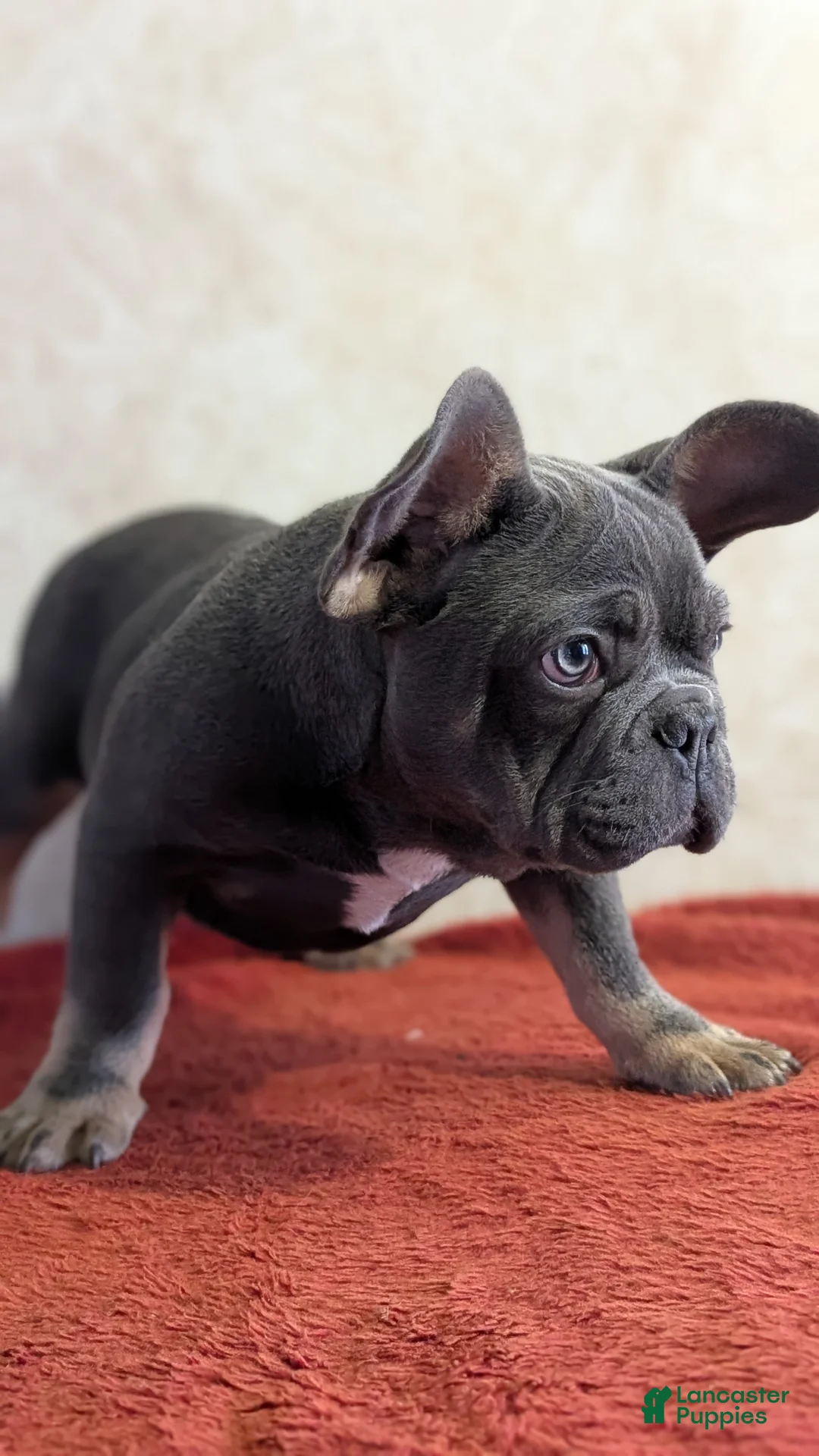 French Bulldog dogs for sale: Kai - Ad 5