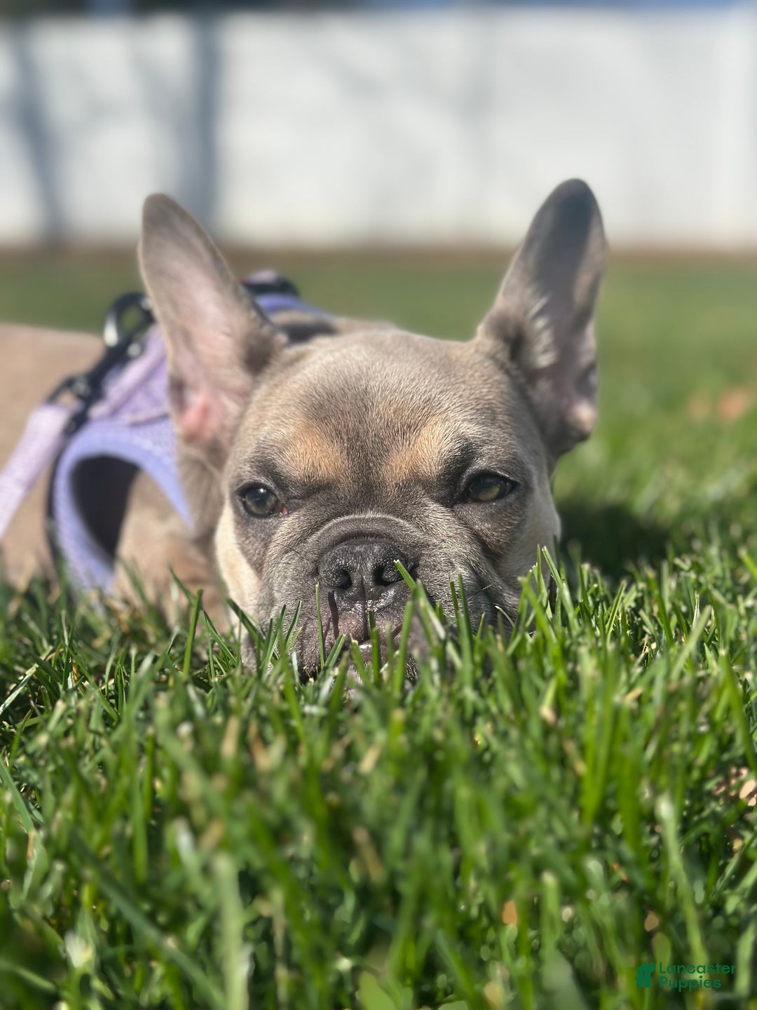 French Bulldog dogs for sale: Tessa - Ad 7