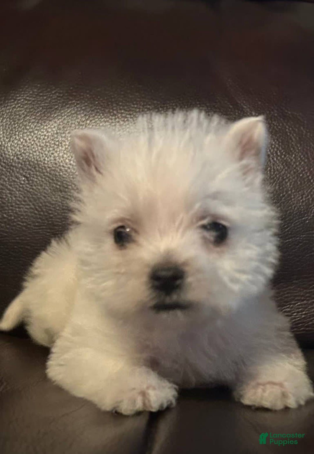 Teacup Westie Terrier Westie Cut West Highland White Terrier