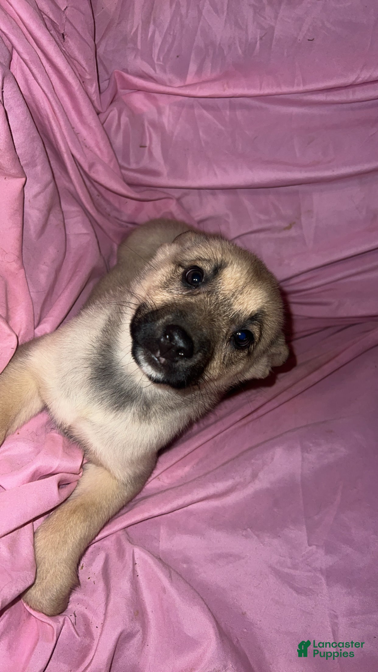 Mixed Breed dogs Girl 4 - Ad 3