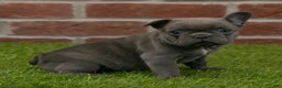 French Bulldog dogs for sale: Sadie - Ad 8