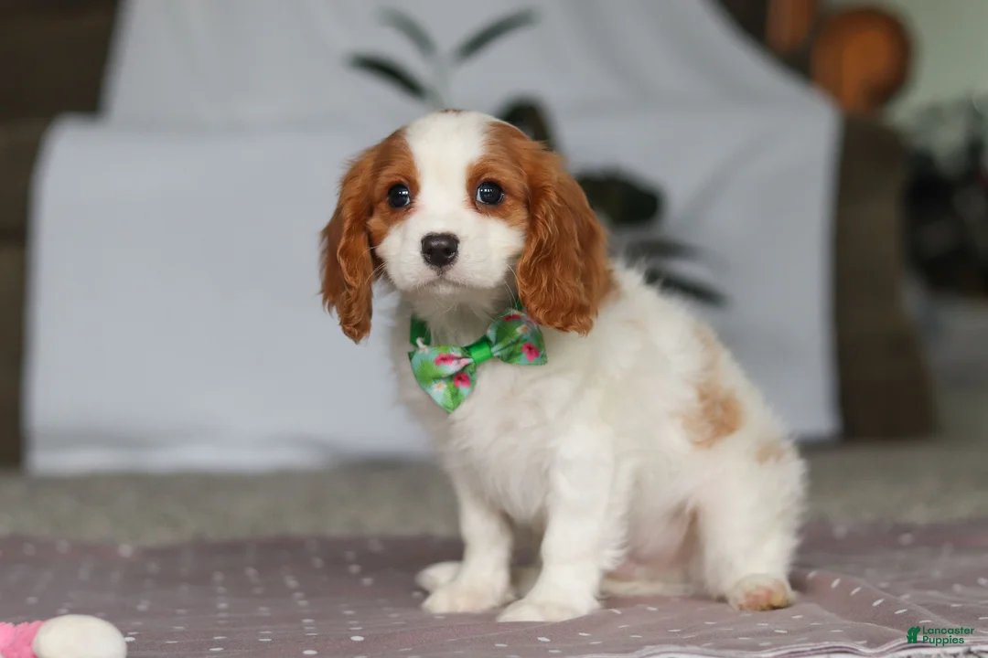 Cavalier King Charles Spaniel dogs for sale: Colson - Ad 2