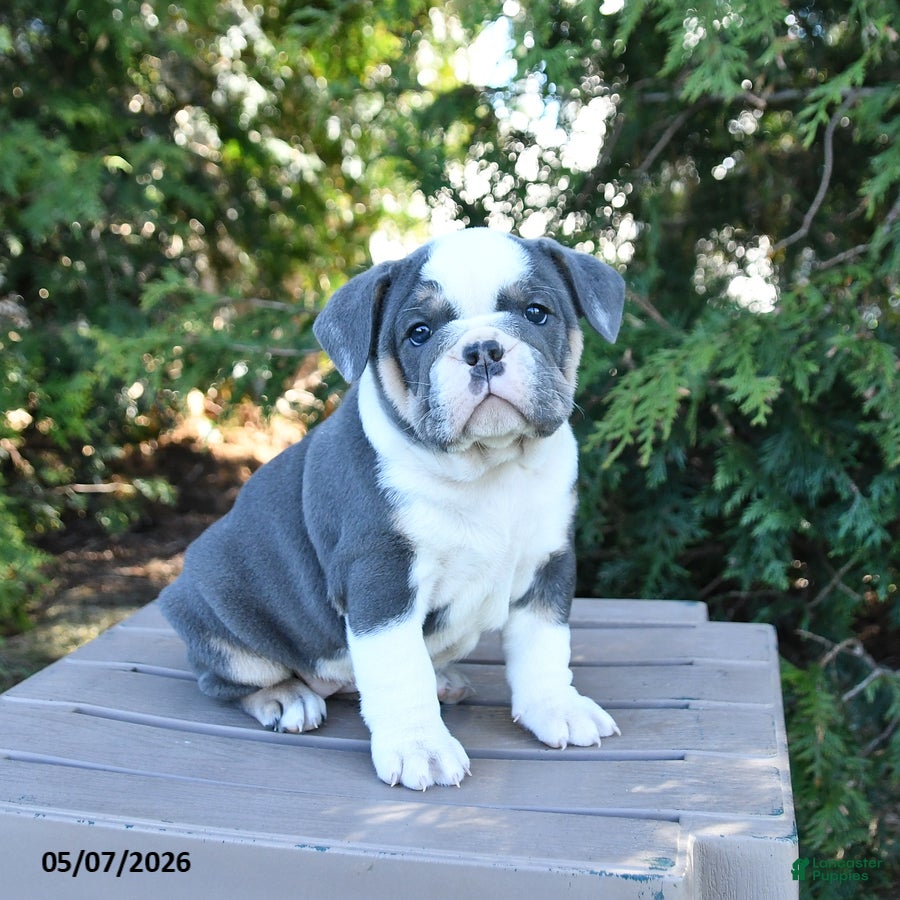 Olde English Bulldogge dogs Pebbles - Ad 1
