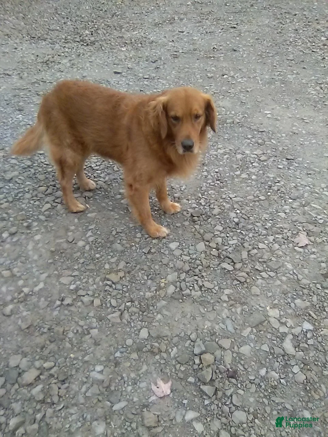 Golden Retriever dogs for sale: Golden Retriever 2 - Ad 2