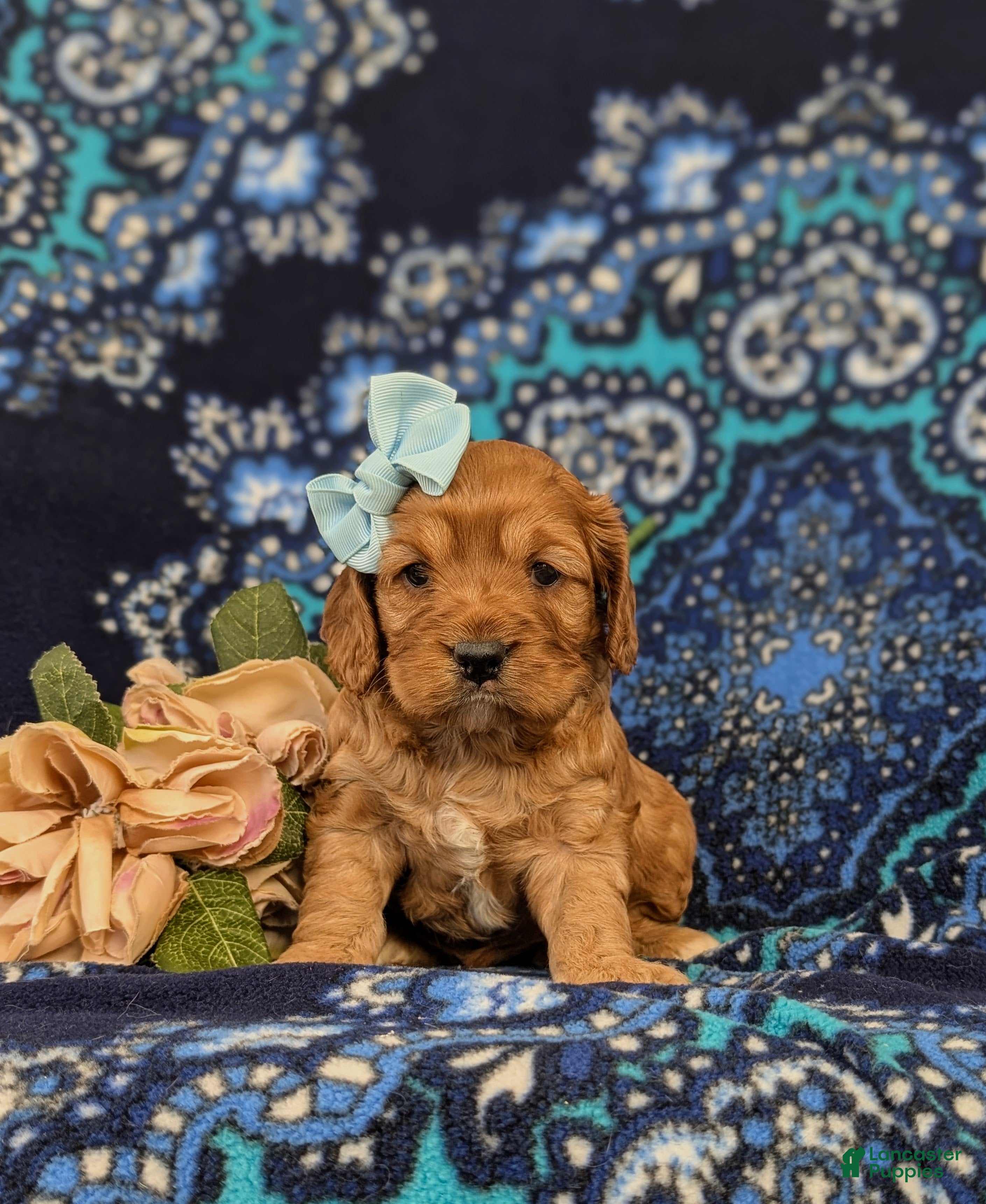 Cockapoo dogs Hana - Ad 2