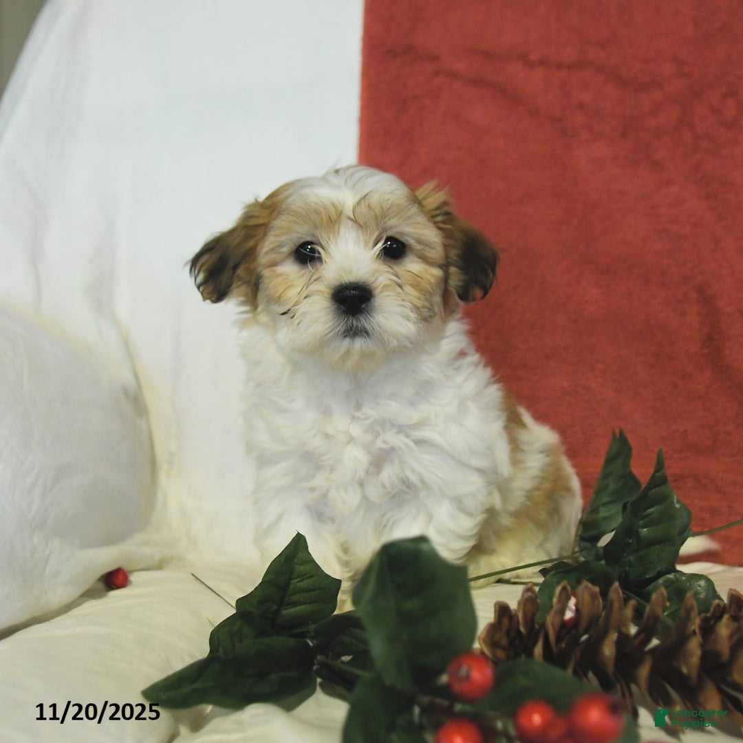 Teddy Bear dogs for sale: Brooks - Ad 3