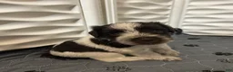 Miniature Schnauzer dogs for sale: Miniature Schnauzer 5 - Ad 2