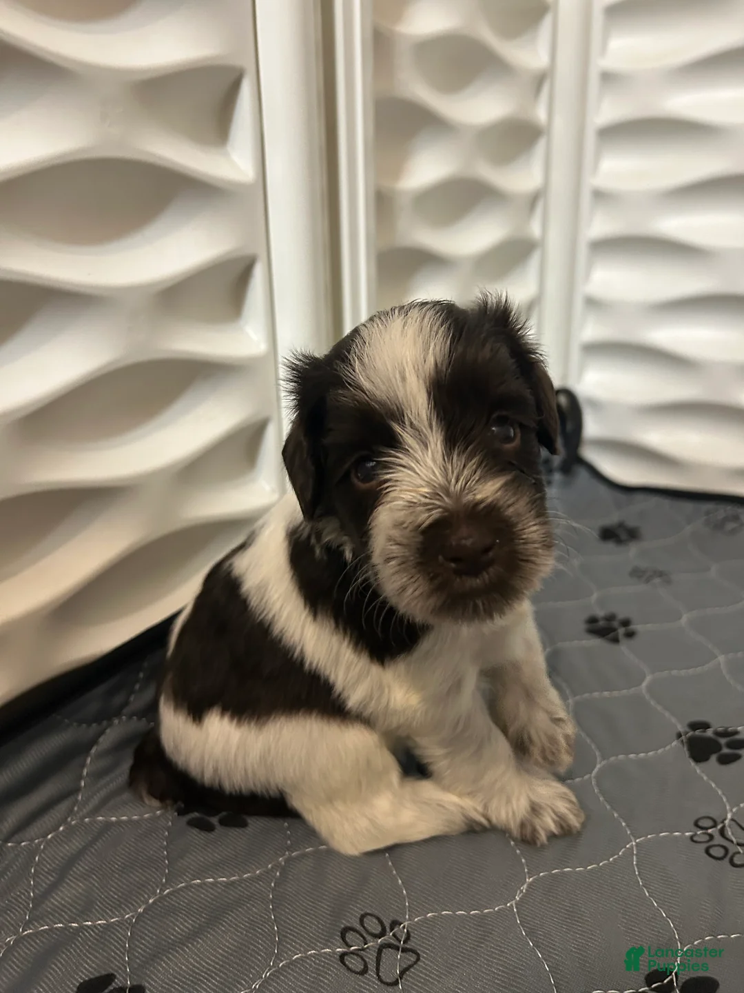 Miniature Schnauzer dogs for sale: Miniature Schnauzer 5 - Ad 2