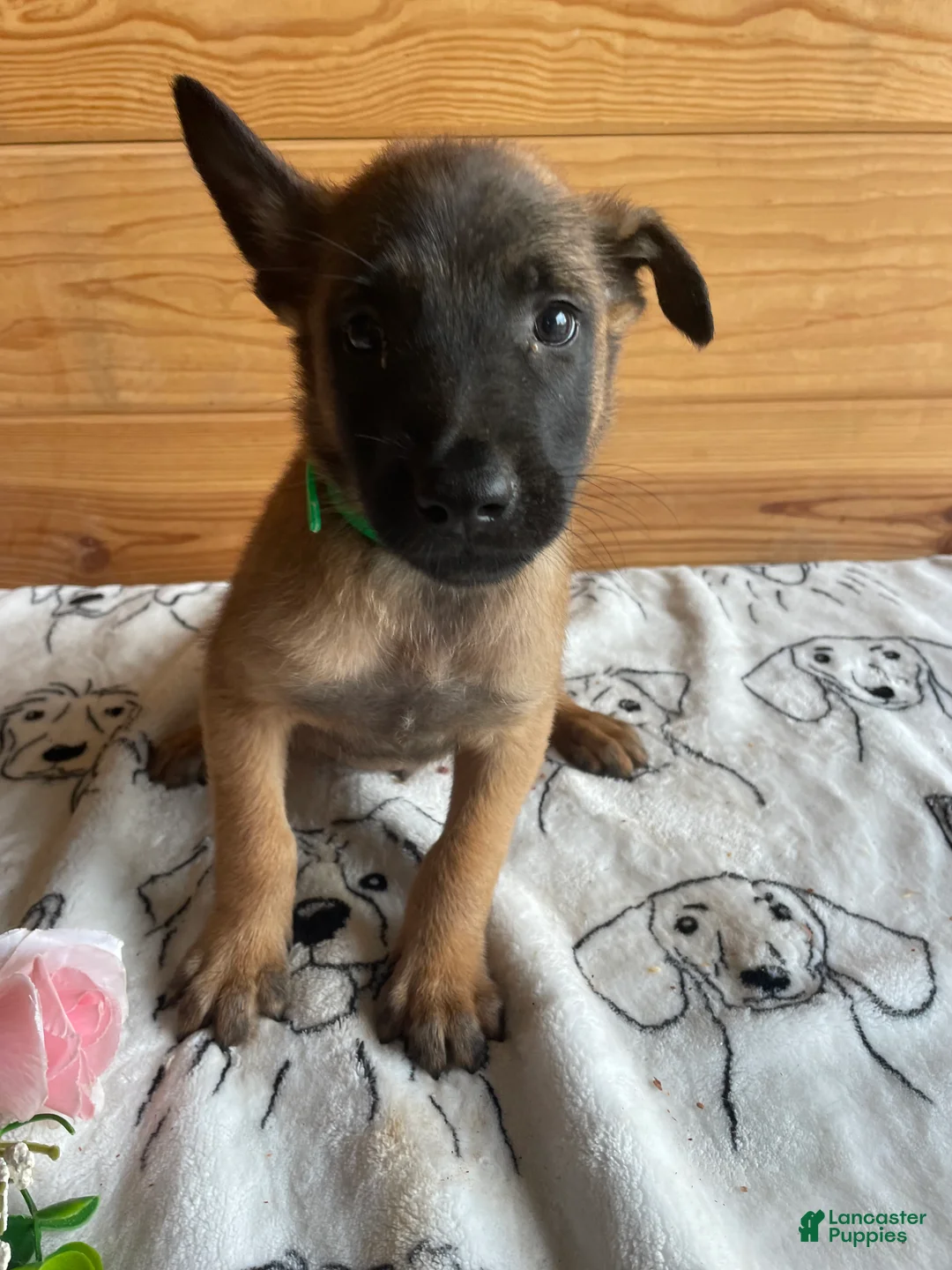 Belgian Malinois dogs for sale: Major - Ad 4