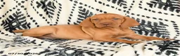 Vizsla dogs for sale: Coco  - Ad 3