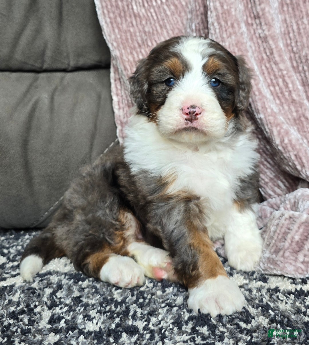 Mini Bernedoodle dogs for sale: Mini Bentley - Ad 7