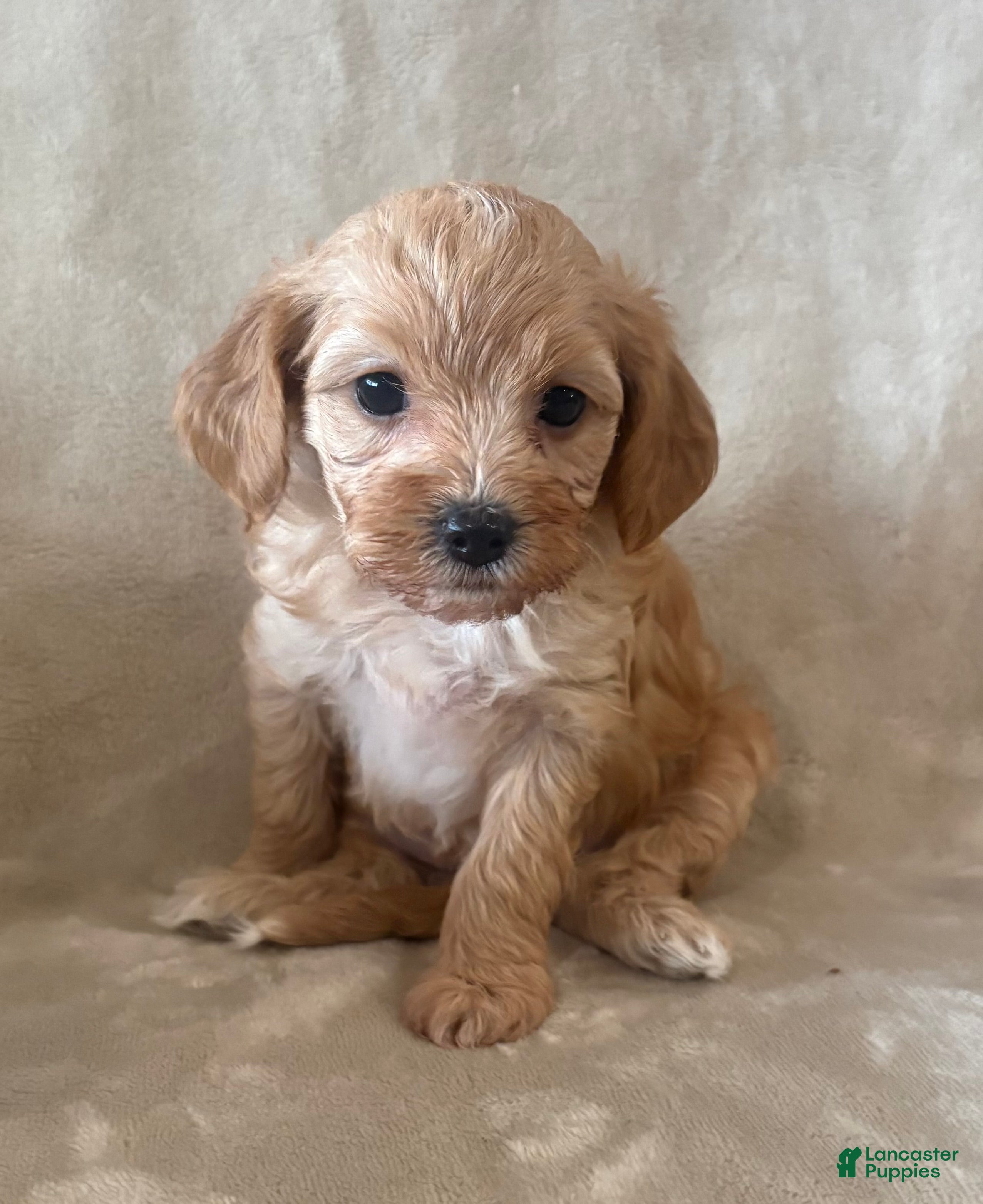 Maltipoo dogs Truffle - Ad 1