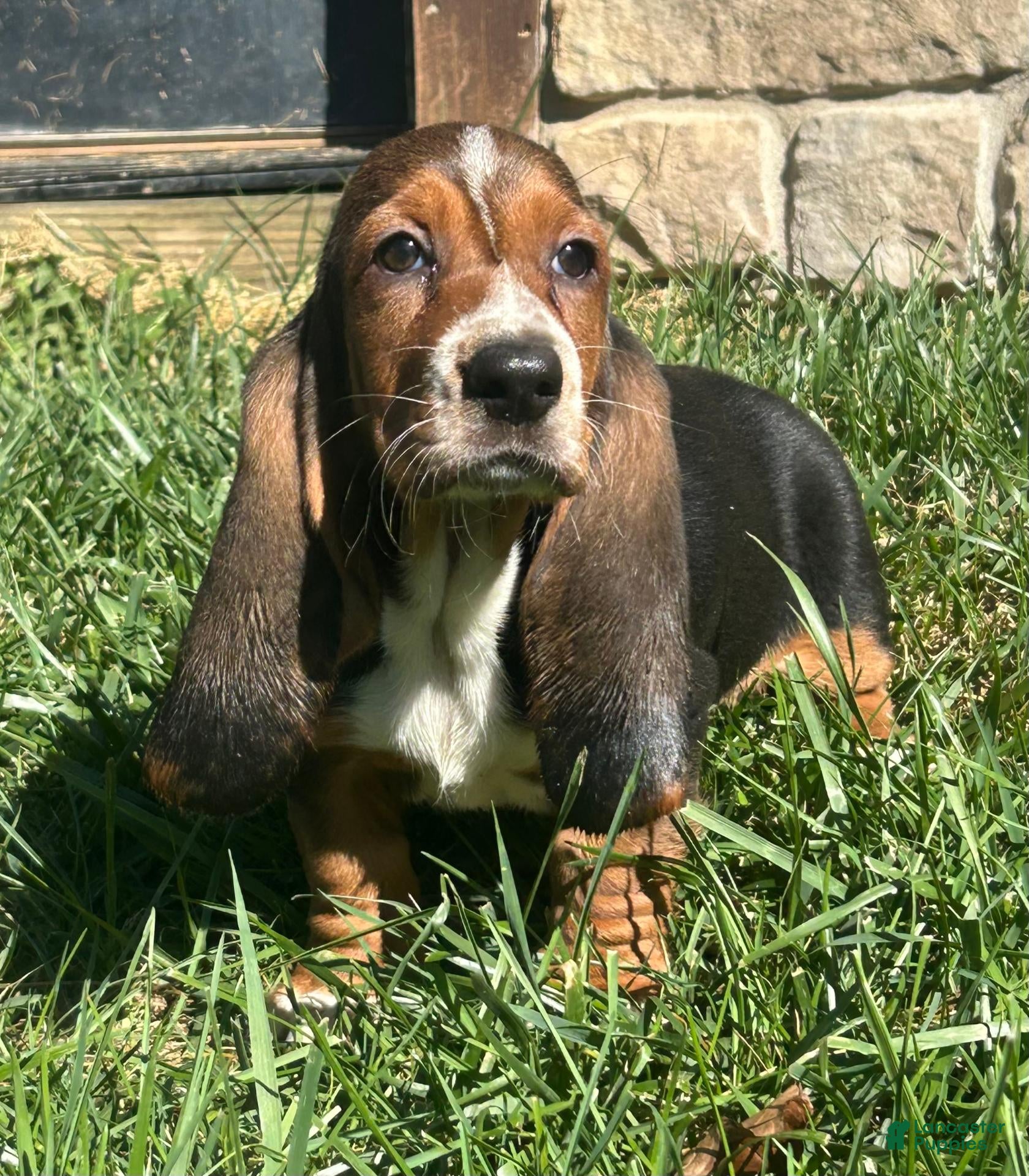Basset Hound dogs Basset Hound 1 - Ad 2