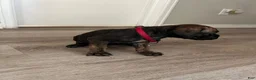 Cane Corso dogs for sale: Cane Corso 6 - Ad 3