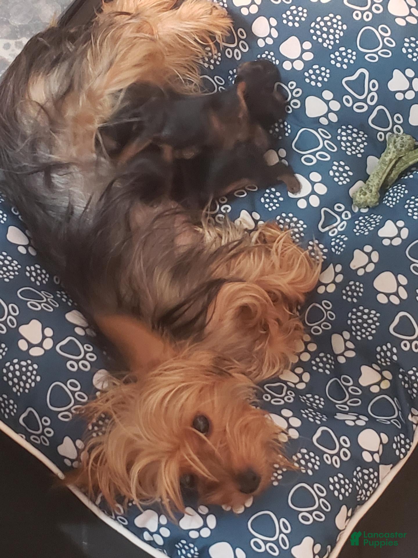 Yorkshire Terrier dogs Yorkshire Terrier 1 - Ad 2